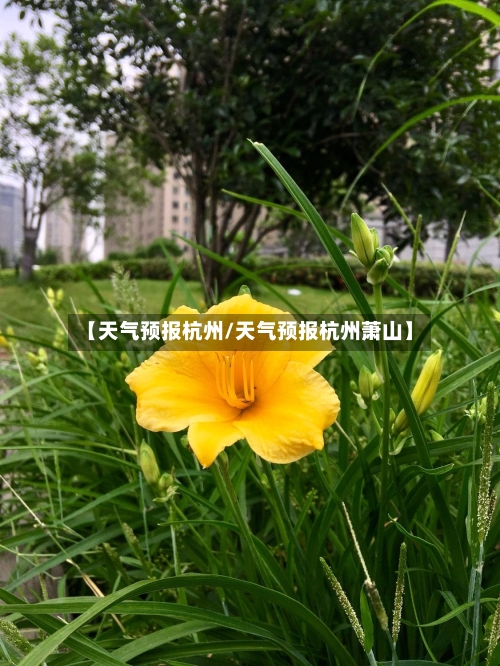 【天气预报杭州/天气预报杭州萧山】-第1张图片