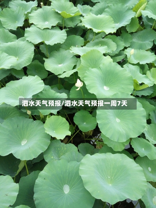 泗水天气预报/泗水天气预报一周7天-第1张图片