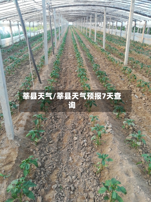 莘县天气/莘县天气预报7天查询-第1张图片