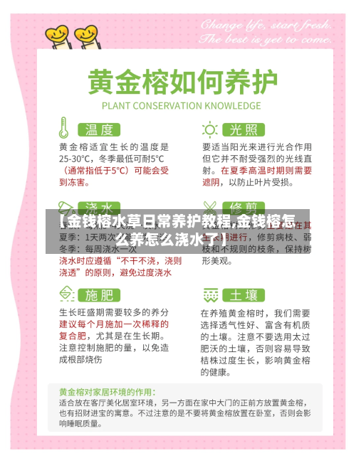 【金钱榕水草日常养护教程,金钱榕怎么养怎么浇水了】-第1张图片