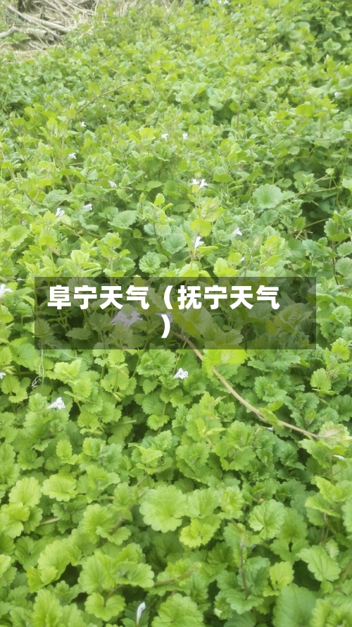 阜宁天气（抚宁天气）-第1张图片