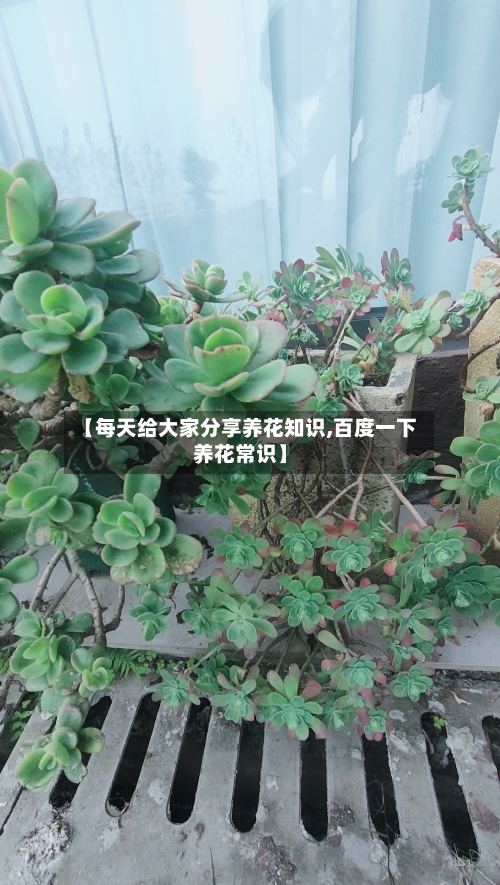 【每天给大家分享养花知识,百度一下养花常识】-第1张图片