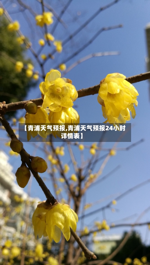 【青浦天气预报,青浦天气预报24小时详情表】-第1张图片