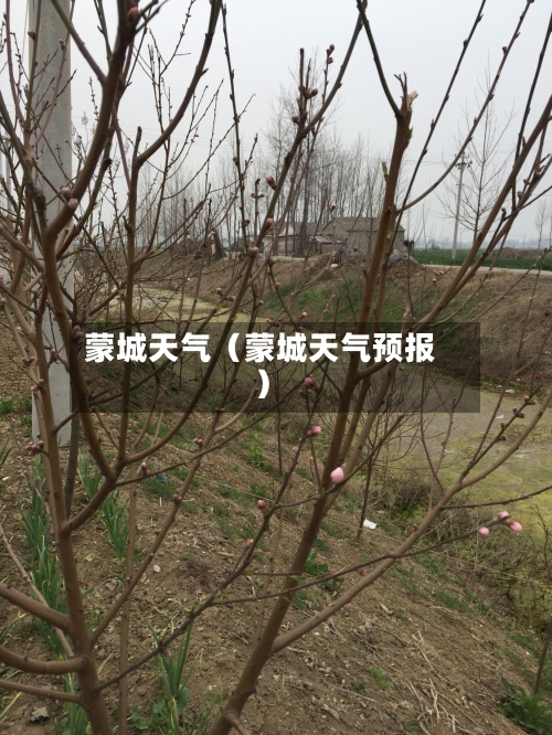 蒙城天气(蒙城天气预报)-第1张图片