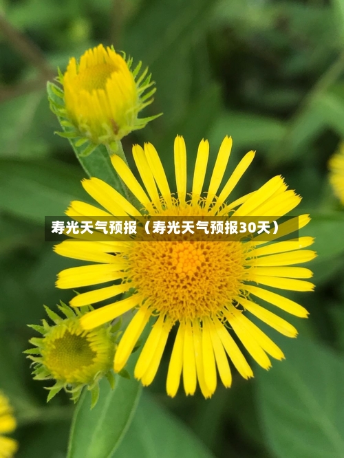 寿光天气预报(寿光天气预报30天)-第1张图片