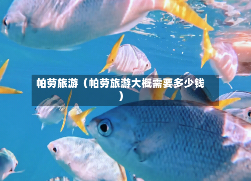 帕劳旅游（帕劳旅游大概需要多少钱）-第1张图片