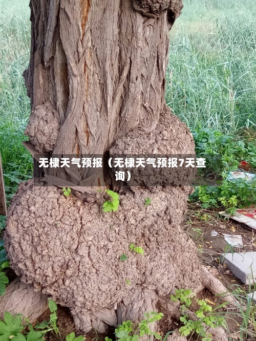 无棣天气预报（无棣天气预报7天查询）-第1张图片