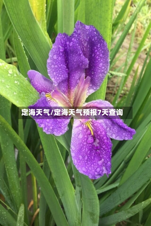 定海天气/定海天气预报7天查询-第1张图片