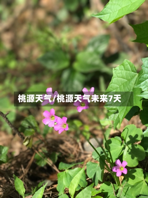 桃源天气/桃源天气未来7天-第1张图片