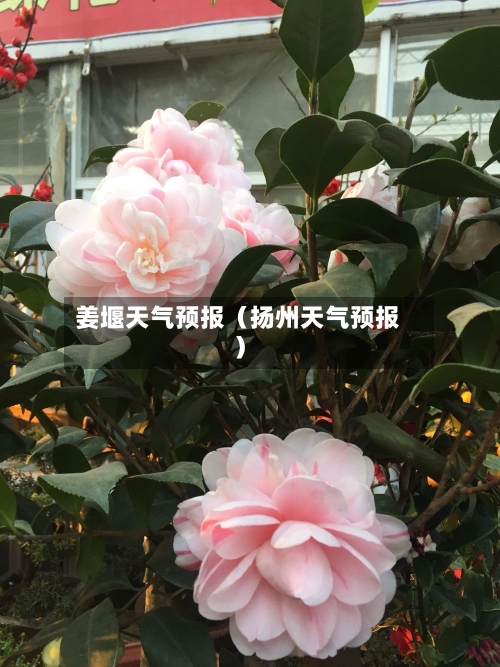 姜堰天气预报(扬州天气预报)-第1张图片