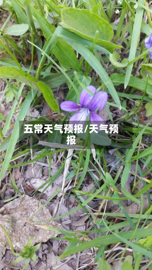 五常天气预报/天气预报-第1张图片