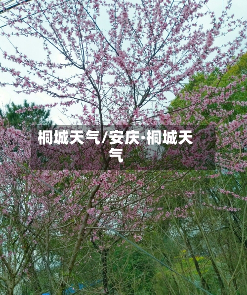 桐城天气/安庆·桐城天气-第1张图片