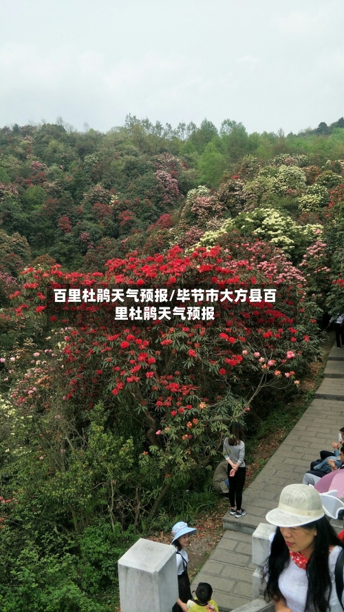 百里杜鹃天气预报/毕节市大方县百里杜鹃天气预报-第1张图片