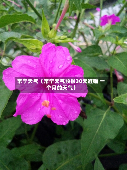 常宁天气(常宁天气预报30天准确 一个月的天气)-第1张图片