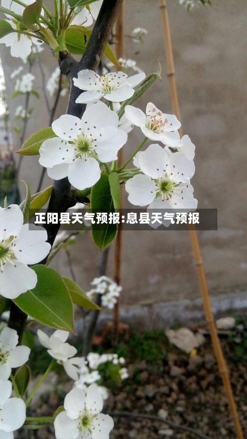 正阳县天气预报:息县天气预报-第1张图片
