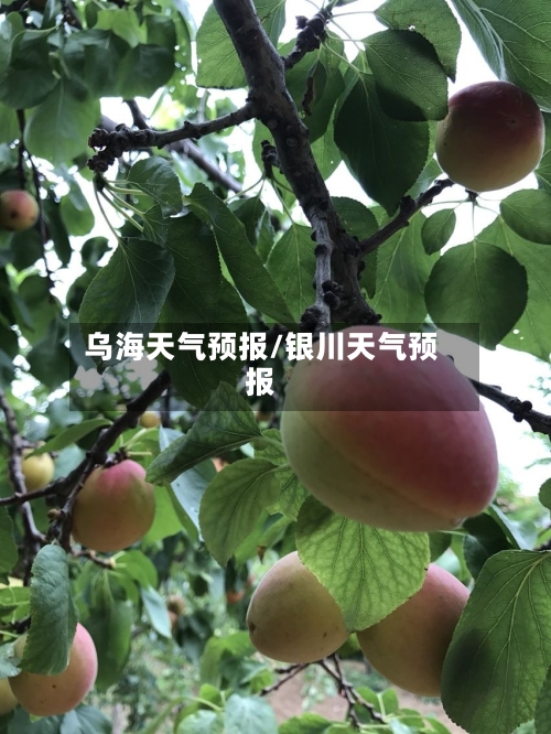 乌海天气预报/银川天气预报-第1张图片