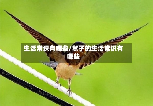 生活常识有哪些/燕子的生活常识有哪些-第1张图片