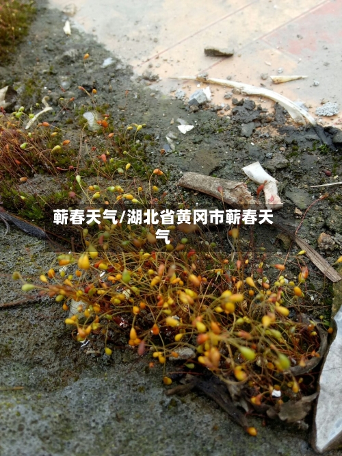 蕲春天气/湖北省黄冈市蕲春天气-第1张图片