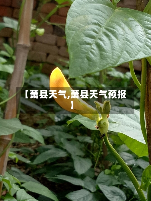 【萧县天气,萧县天气预报】-第1张图片