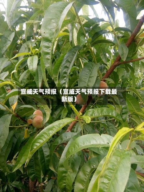 宣威天气预报（宣威天气预报下载最新版）-第1张图片
