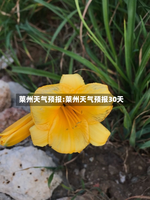 莱州天气预报:莱州天气预报30天-第1张图片