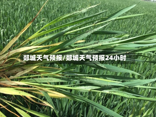 郯城天气预报/郯城天气预报24小时-第1张图片