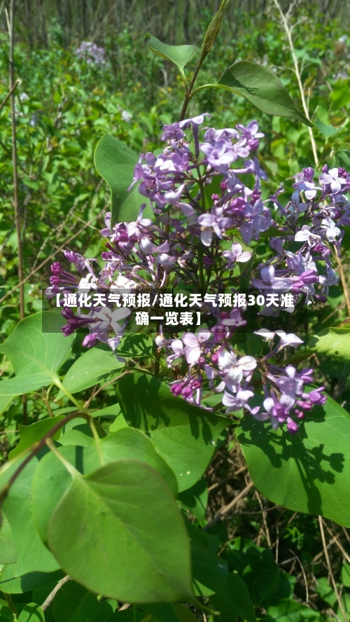 【通化天气预报/通化天气预报30天准确一览表】-第1张图片