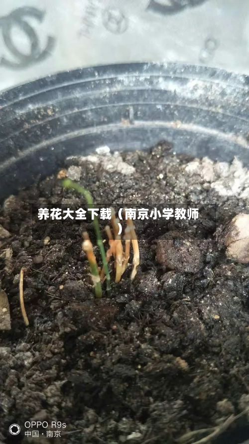 养花大全下载(南京小学教师)-第1张图片