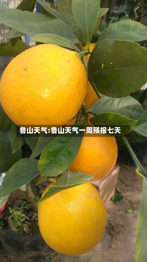 鲁山天气:鲁山天气一周预报七天-第1张图片
