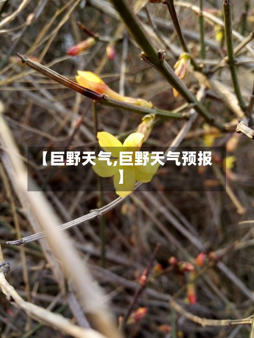 【巨野天气,巨野天气预报】-第1张图片