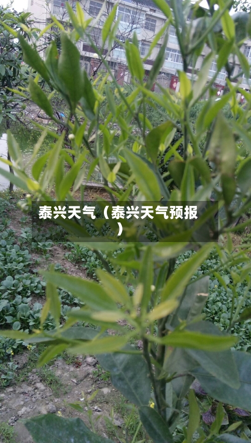 泰兴天气(泰兴天气预报)-第1张图片