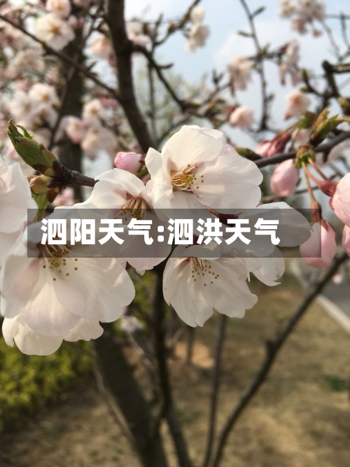 泗阳天气:泗洪天气-第1张图片