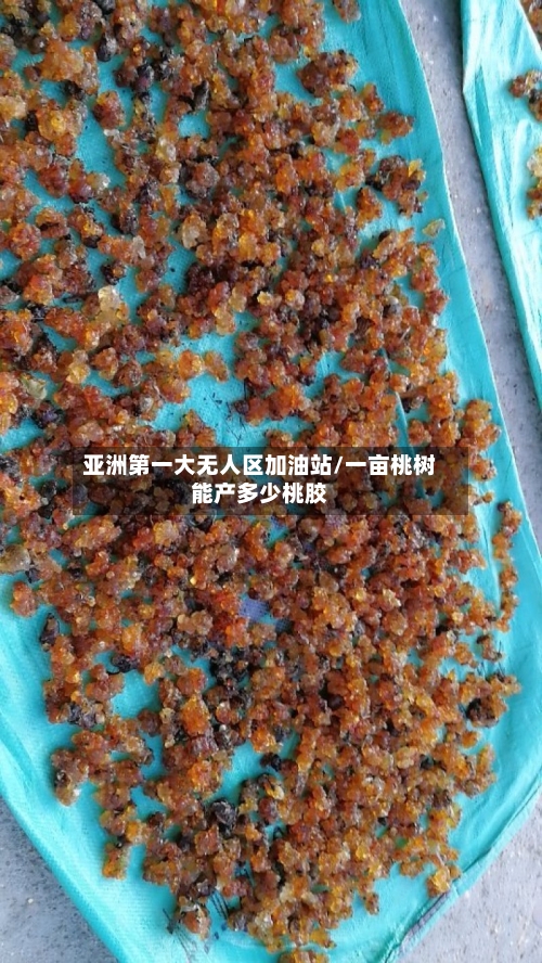 亚洲第一大无人区加油站/一亩桃树能产多少桃胶-第1张图片