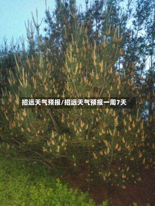 招远天气预报/招远天气预报一周7天-第1张图片