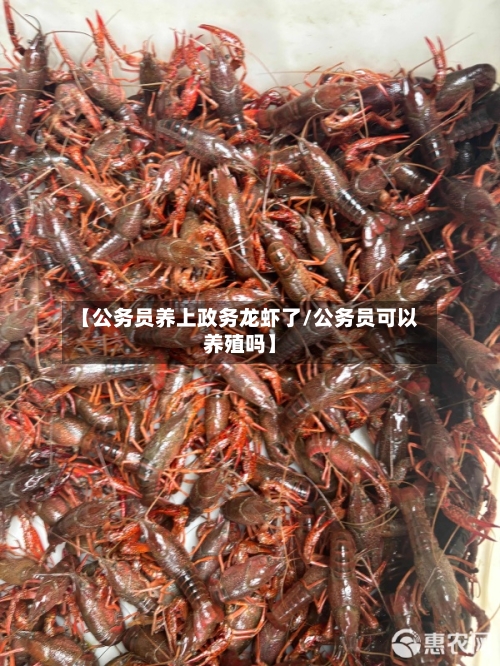 【公务员养上政务龙虾了/公务员可以养殖吗】-第1张图片