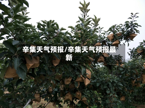 辛集天气预报/辛集天气预报最新-第1张图片