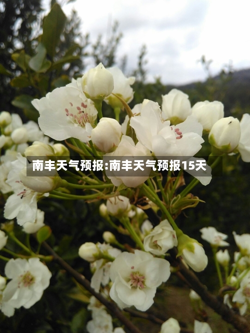 南丰天气预报:南丰天气预报15天-第1张图片