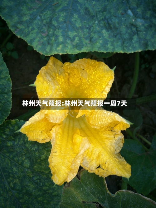 林州天气预报:林州天气预报一周7天-第1张图片