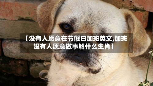 【没有人愿意在节假日加班英文,加班没有人愿意做事解什么生肖】-第1张图片