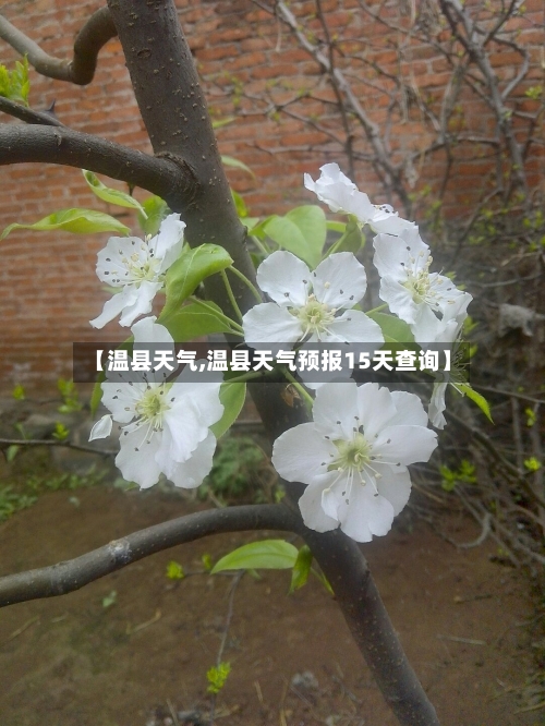 【温县天气,温县天气预报15天查询】-第1张图片